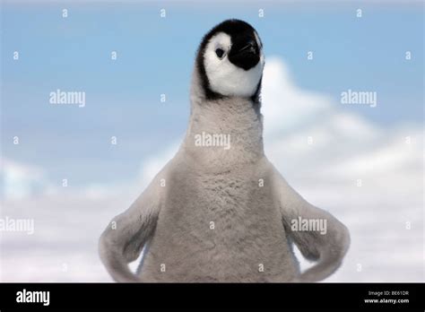 Funny Baby Penguins Sale Codes | shop.mycona.ru