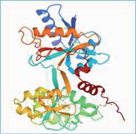 3-D structure of apo-human serum transferrin (ApoHST) [Source: protein ...