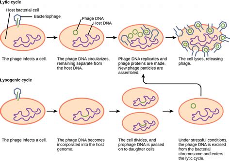 Lytic Cycle Diagram 5 Steps