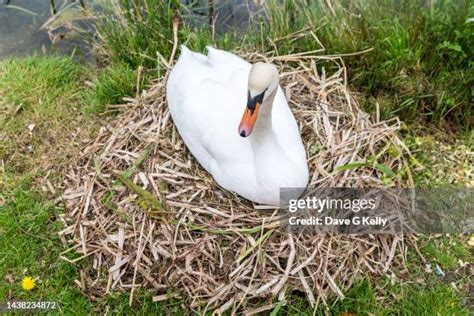 Swan And Nest Photos and Premium High Res Pictures - Getty Images