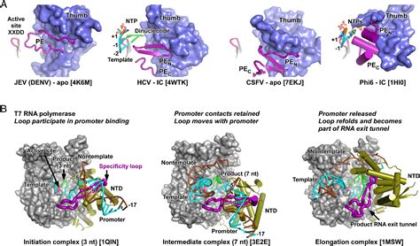 Structural Basis Of Transition From Initiation To Elongation In De Novo