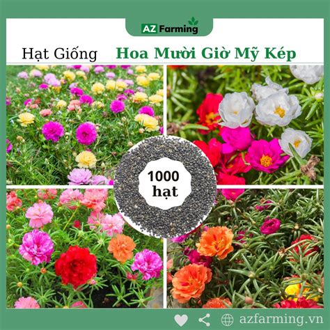 Hạt Giống Hoa Mười Giờ Mỹ Cánh Kép Nhiều Màu 1000 Hạt Az Farming