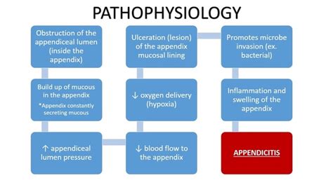 Pathophysiology Of Appendicitis Images And Photos Finder