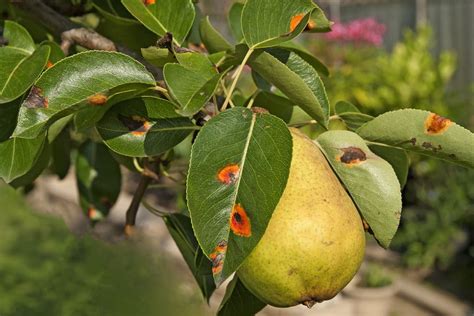 Pear Tree Diseases » Tips on Identification & Control