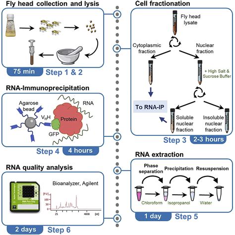 Immunoprecipitation Protocol