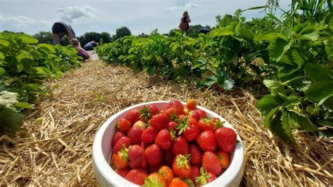 Hier können im und um das Emsland Erdbeeren gepflückt werden NOZ