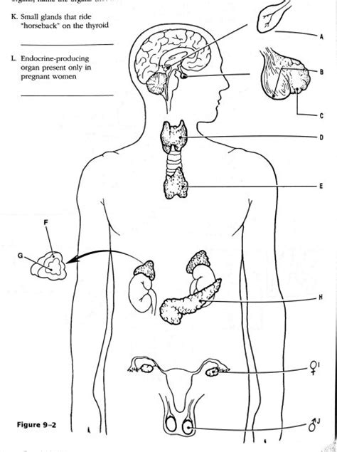 For Each Of The Following Hormones Indicate The Organ Or O Quizlet