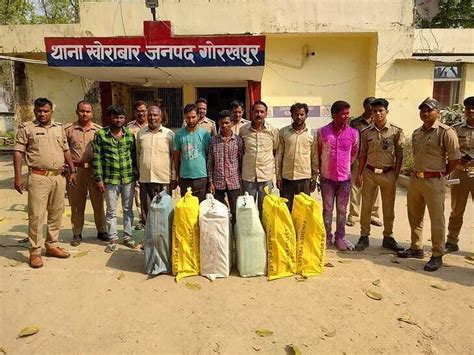 Stf Arrested 7 Smugglers They Were Bringing 1 Quintal Of 88 Kg Of