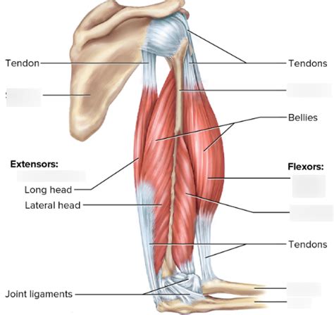 Muscles (Elbow) Diagram | Quizlet