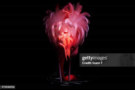 5,448 Flamingo Feathers Stock Photos, High-Res Pictures, and Images ...