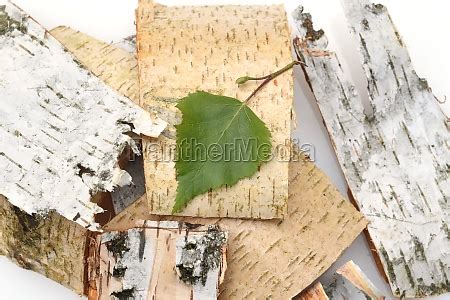 Birkenrinde Birkenbaum Birke Betula Stockfoto Bildagentur