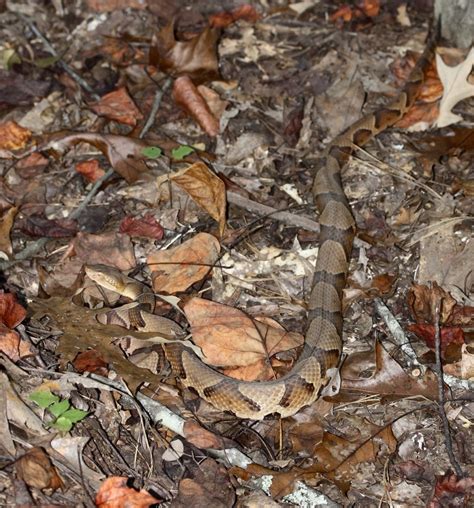 Eastern Copperhead From Coweta County Ga Usa On October 22 2020 At