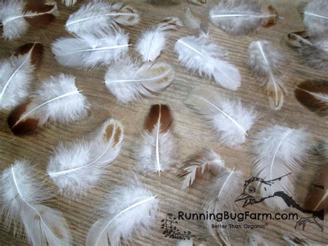 Cruelty Free Natural Feather Assortment For Crafts Qty 30 Size 1.5-2.5 ...