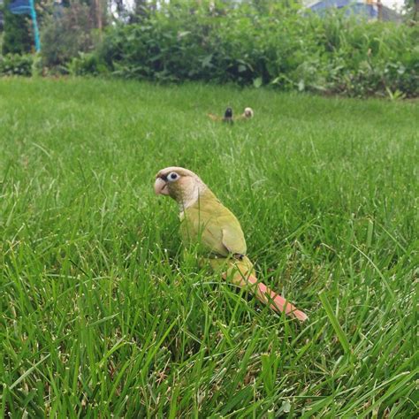 Green Cheek Conures Frolicking Outside By Annie Gavin Pet Birds