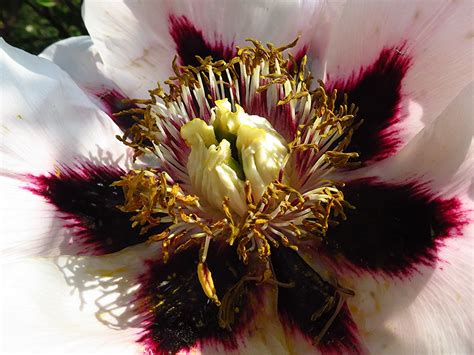 Paeonia Rockii National Botanic Garden Of Belgium Meise Flickr