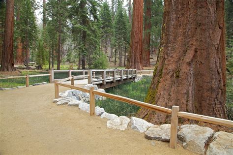 Restoring Mariposa Grove — Yosemite Conservancy