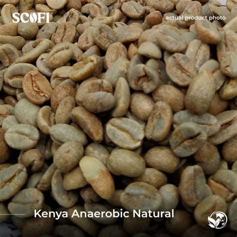 Raw Kenya Anaerobic Natural Arabica Coffee Beans Coffee Beans Supplier