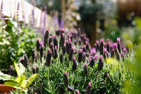 The Nunhead Gardener