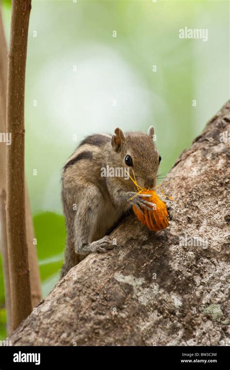 Sri Lankan Tree Squirrel Eating Fruit Stock Photo Alamy