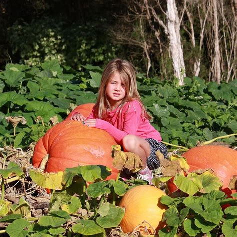 Giant Pumpkin Seeds