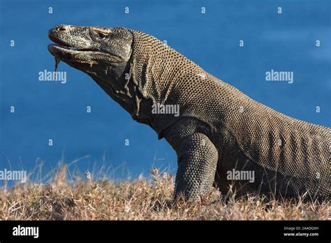 Saliva Del Drago Di Komodo Immagini E Fotografie Stock Ad Alta