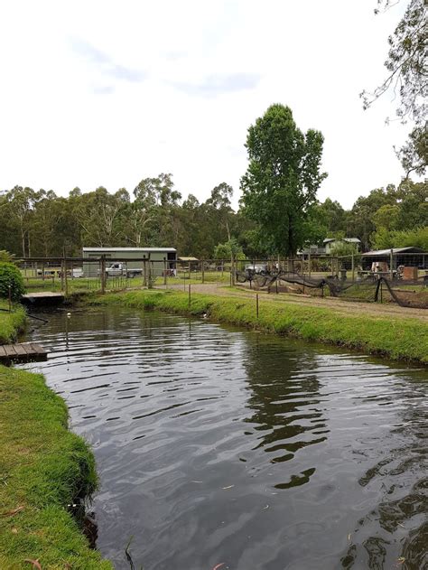 Australian Rainbow Trout Farm 26 Mulhalls Rd Macclesfield Vic 3782