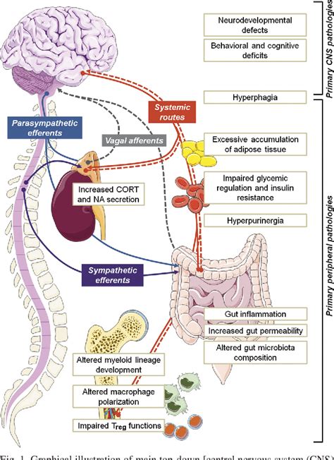 Figure 1 From Long Term Pathological Consequences Of Prenatal Infection