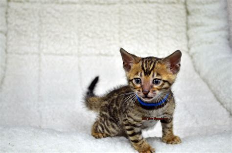 Bengal Breeder for Sale Bengal Kittens For Sale, Cats For Sale, Kitten