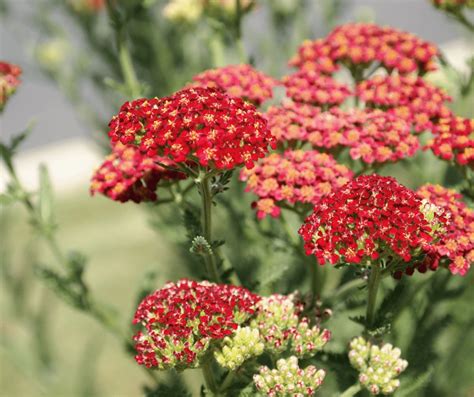 10 Red Perennial Flowers That Will Dazzle In Your Garden