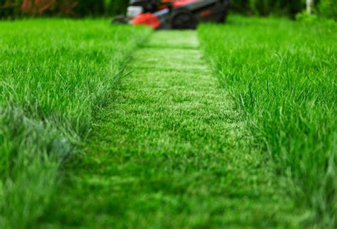 Best Way To Cut Long Grass Sale Online