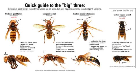 Pest Alert Yellow Legged Hornets N C Cooperative Extension