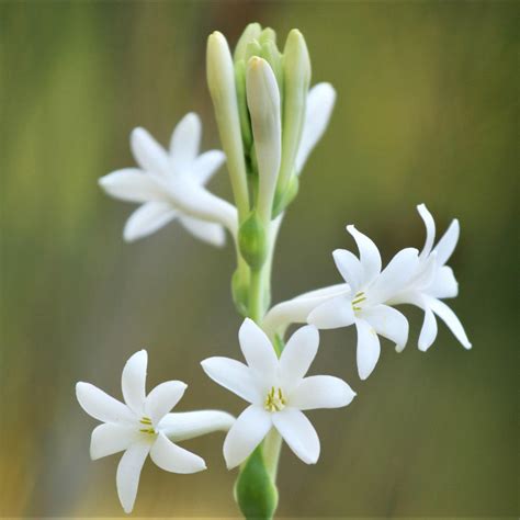 Tuberose Bulbs For Sale Easy To Grow Bulbs