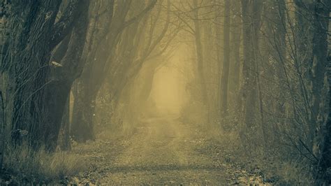 Forest, road, fog, trees, autumn, gloomy, atmosphere | picture, photo ...