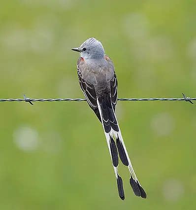 Oklahoma State Bird | Scissor-tailed Flycatcher