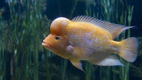 Coral Catshark · Tennessee Aquarium