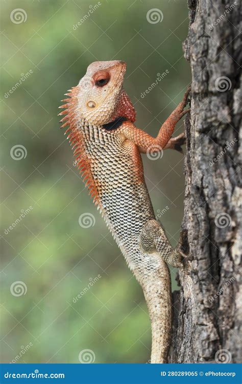 Closeup of Breeding Plumage of Changable Garden Lizard, Calotes ...