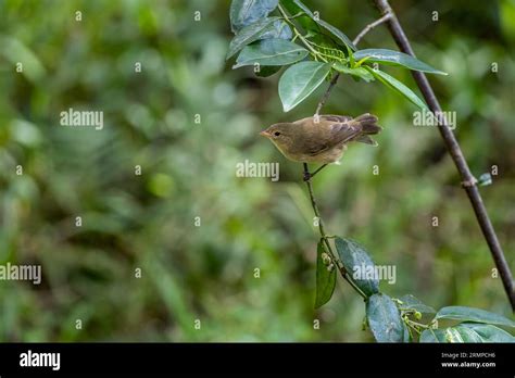 Darwin's finches, also known as the Galápagos finches, sitting on a ...