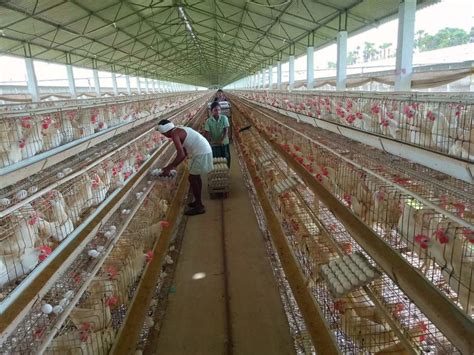 Bird Flu Confirmed In Odisha Poultry Farm Govt Begins Culling Chickens