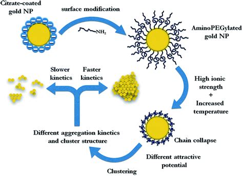 Aggregation Kinetics And Cluster Structure Of Amino Peg Covered Gold