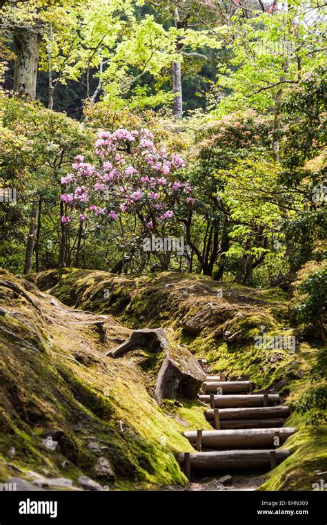 Japanese garden, Kyoto, Japan Stock Photo - Alamy