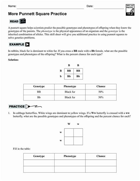 Intro To Punnett Squares Worksheets