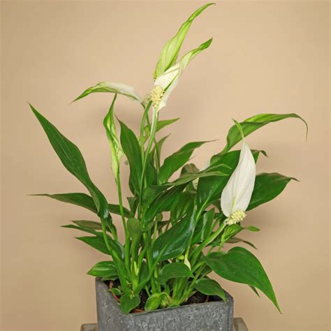 Peace Lily Spathiphyllum Wallisii