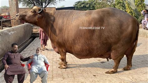 World Heaviest Buffaloes Of Top Nili Ravi Buffalo Breeder Mian Pervaiz