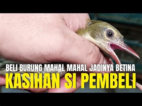 KASIHAN PEMBELI KALAU SAMPE GAK TAU BURUNG INI SUDAH BELI MAHAL MAHAL