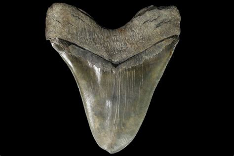 Serrated 600 Fossil Megalodon Tooth Massive Tooth For Sale 89798