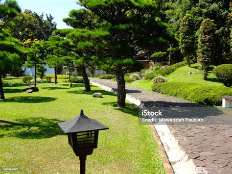 Japanese Garden With Full Of Bonsai Trees Stock Photo Download Image