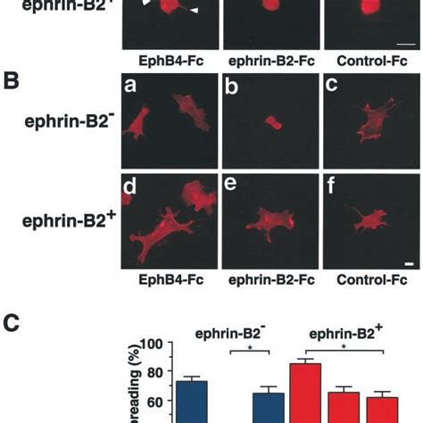 Ephrin B Signaling Inhibits Cell Proliferation A Cell Proliferation