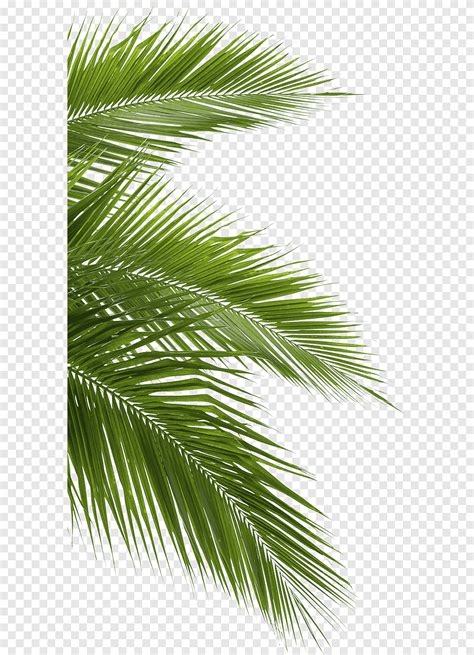 Ingyenes letöltés Kókuszdió Arecaceae levél fehér dzsungel zöld