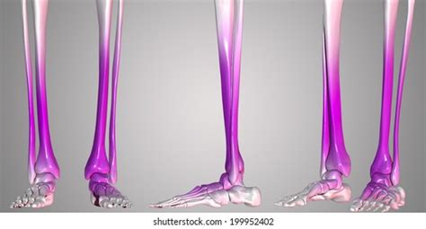 Human Lower Limb Skeleton Stock Illustration 199952402 | Shutterstock