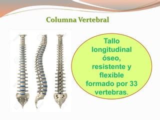 Columna Vertebra Y Hueso Hioides Ppt Descarga Gratuita